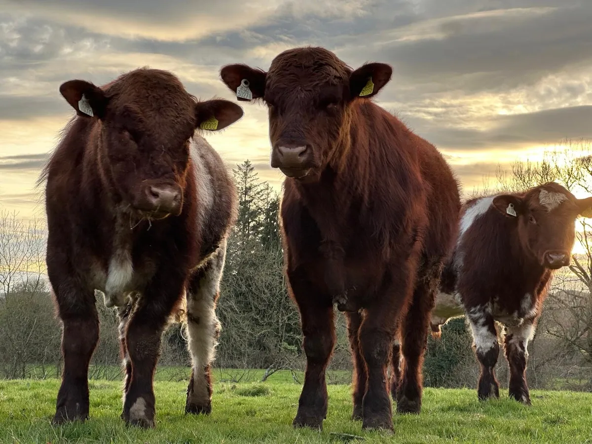 ✨5 ⭐️Shorthorn Bull for sale ✨ - Image 4