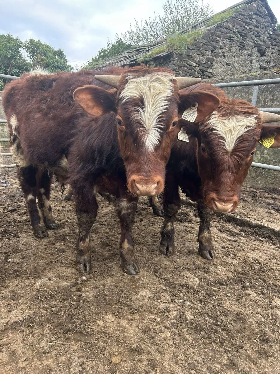 Pbr shorthorn bulls - Image 3