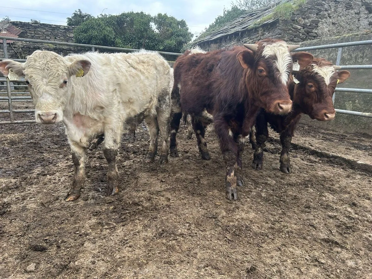 Pbr shorthorn bulls - Image 4