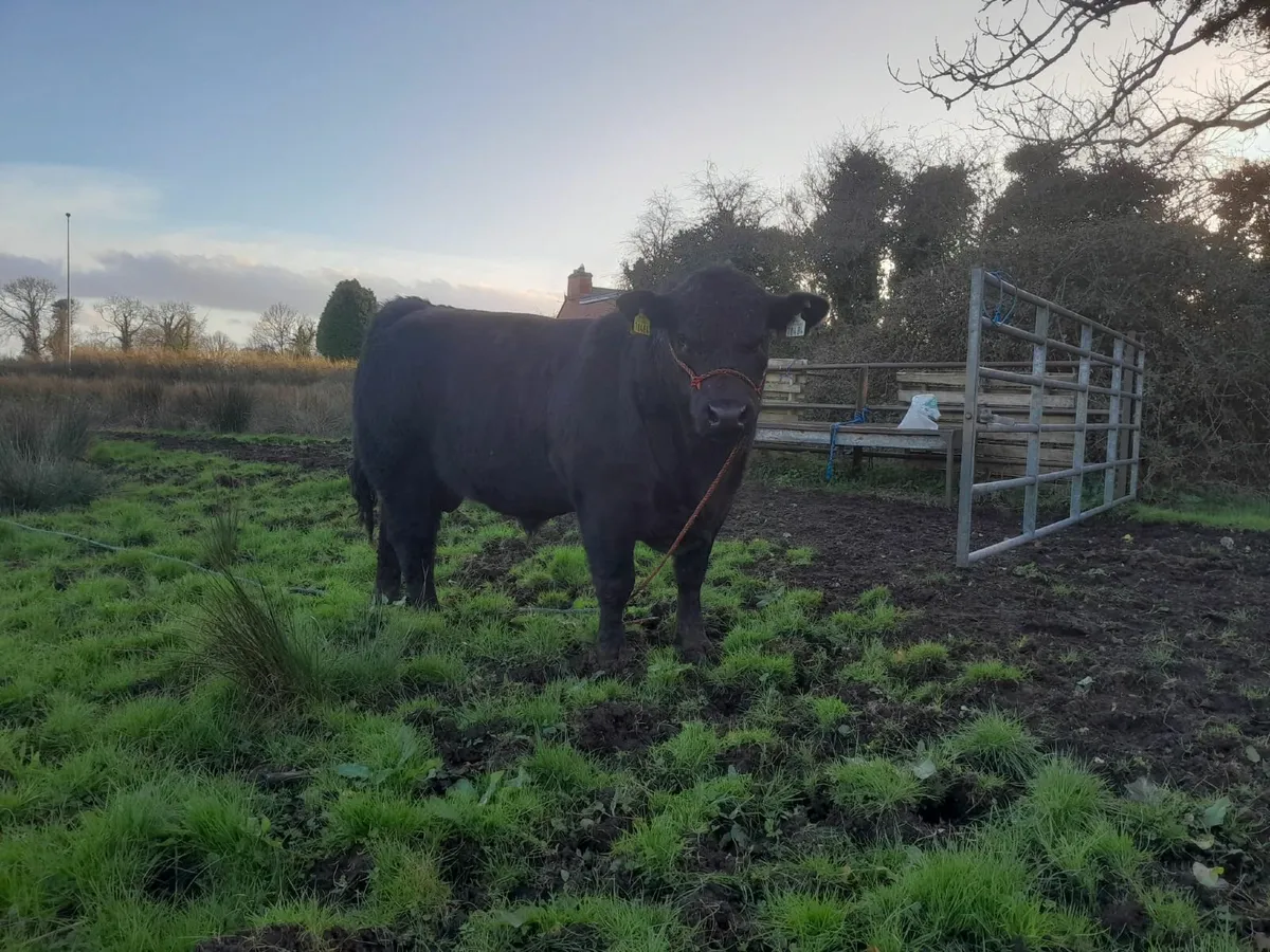 Angus Bull for sale - Image 4