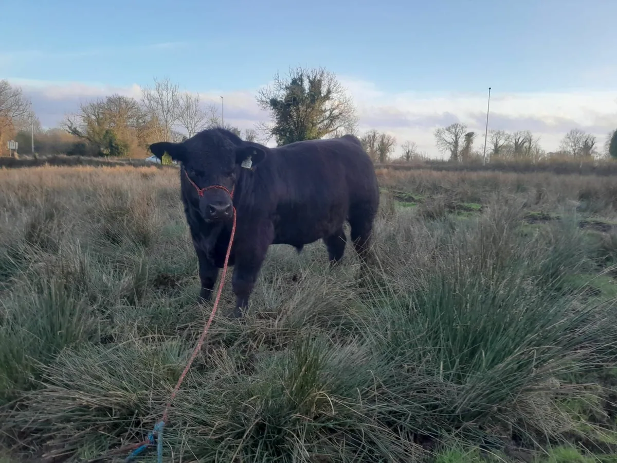 Angus Bull for sale - Image 1