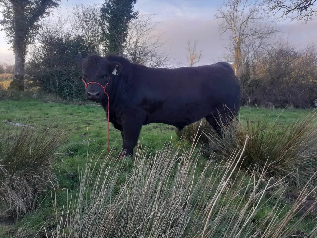 Angus Bull for sale - Image 2