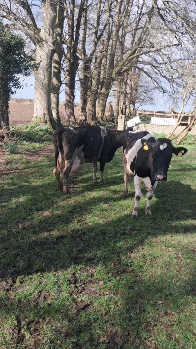 Cows in milk - Image 1