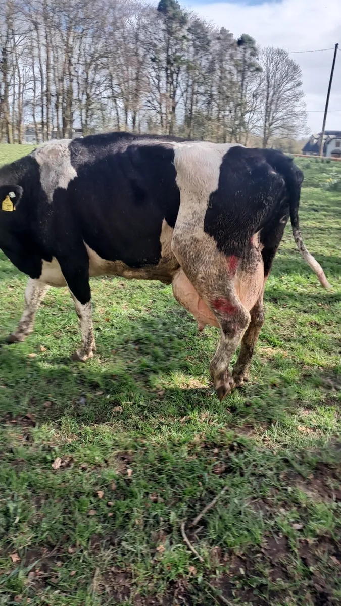 Cows in milk - Image 4