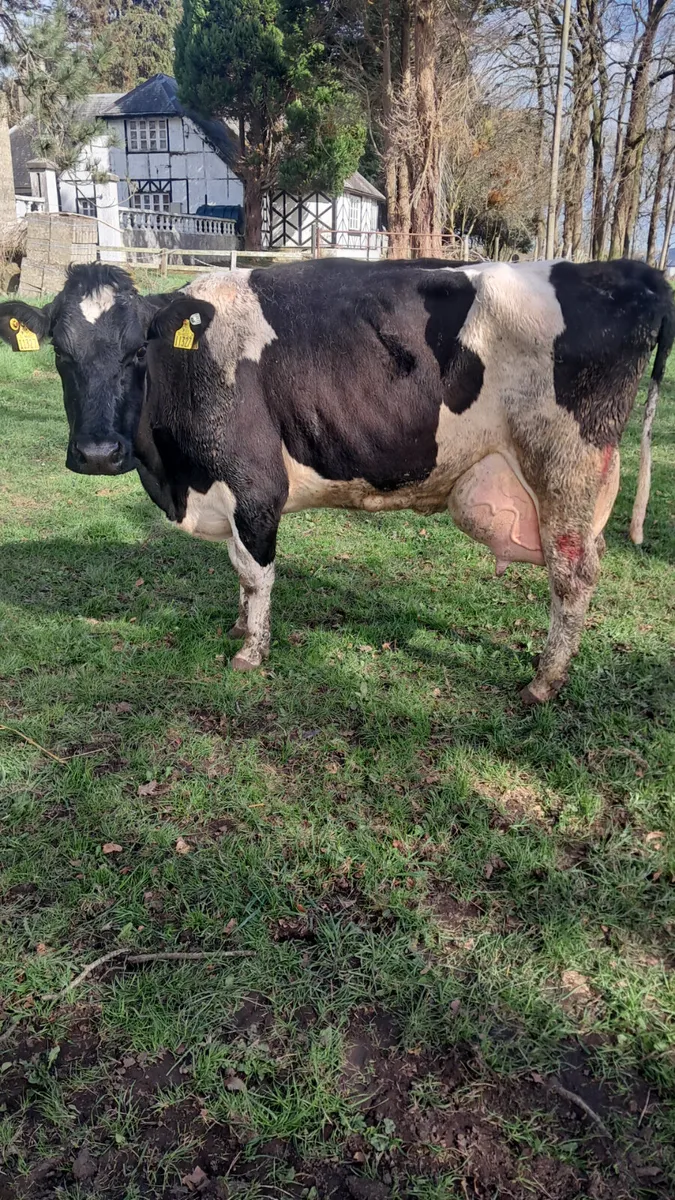 Cows in milk - Image 3