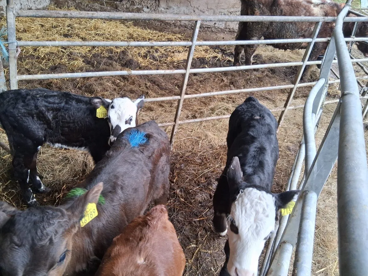 Hereford and Angus calves - Image 1