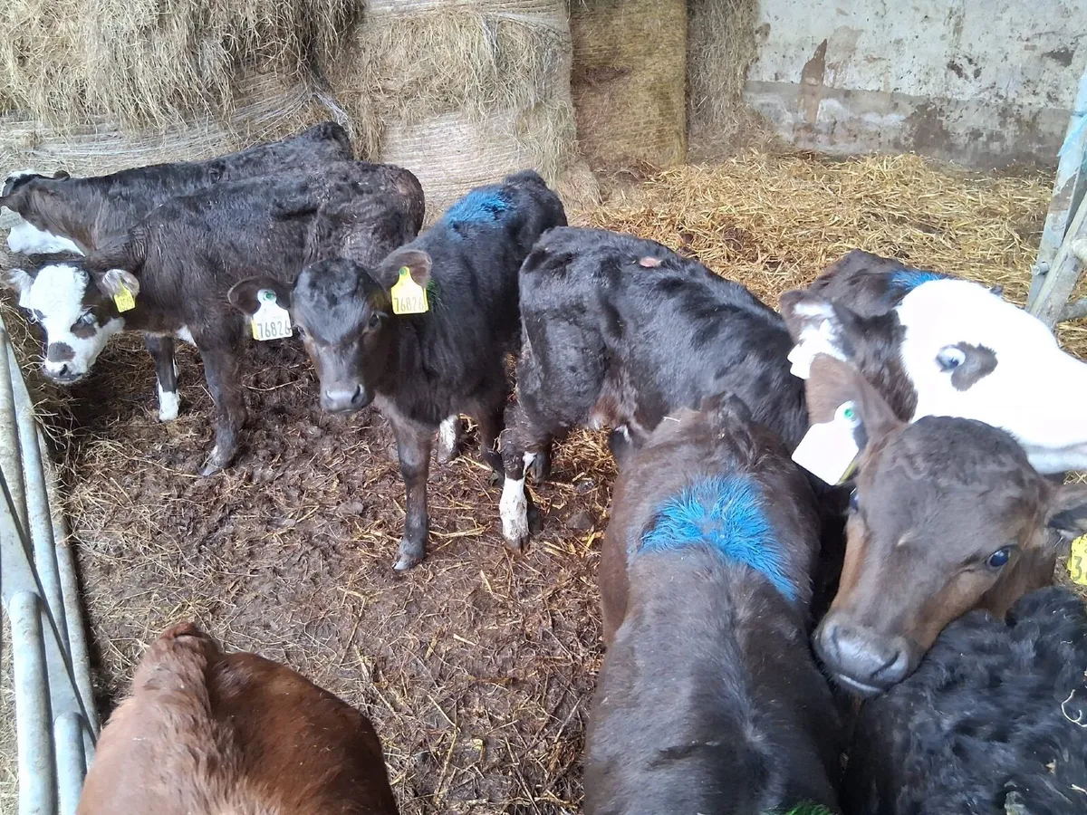 Hereford and Angus calves - Image 2