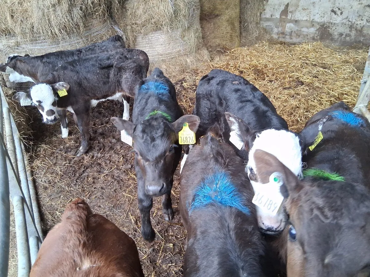 Hereford and Angus calves - Image 3