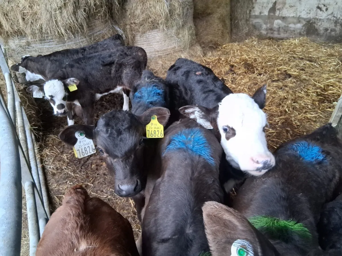 Hereford and Angus calves - Image 4