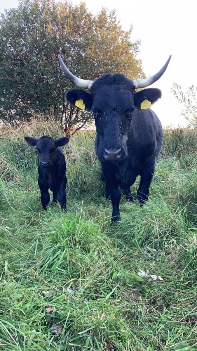 Dexter Cattle - Image 1