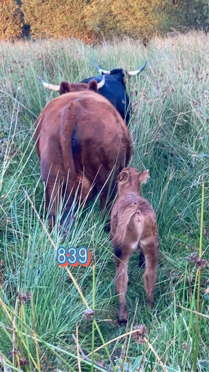 Dexter Cattle - Image 2
