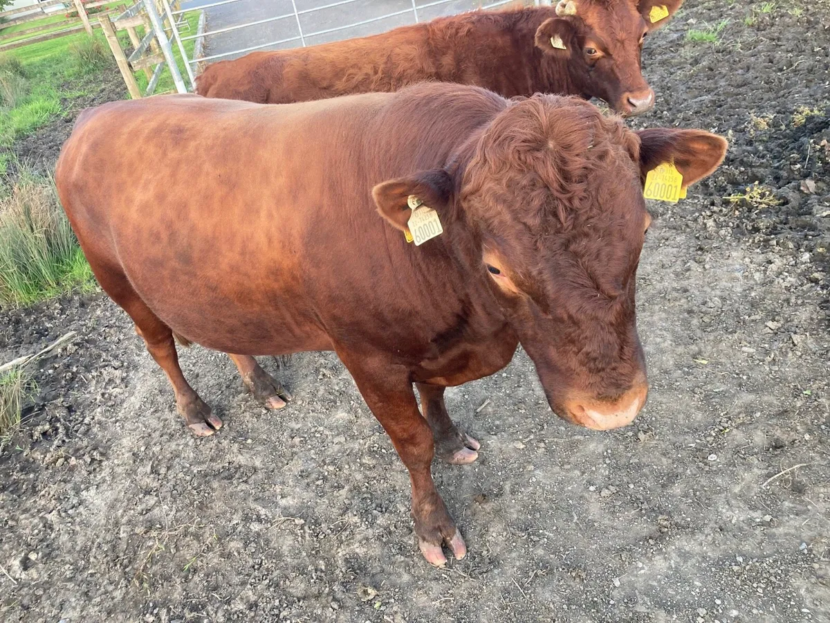 Dexter Cattle - Image 3