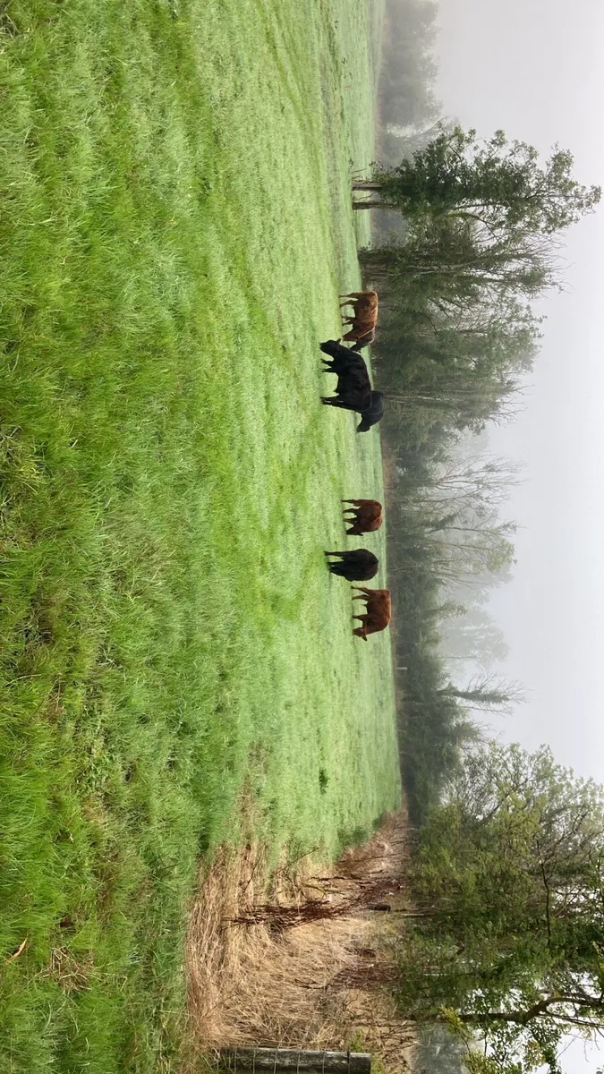 Dexter Cattle - Image 4