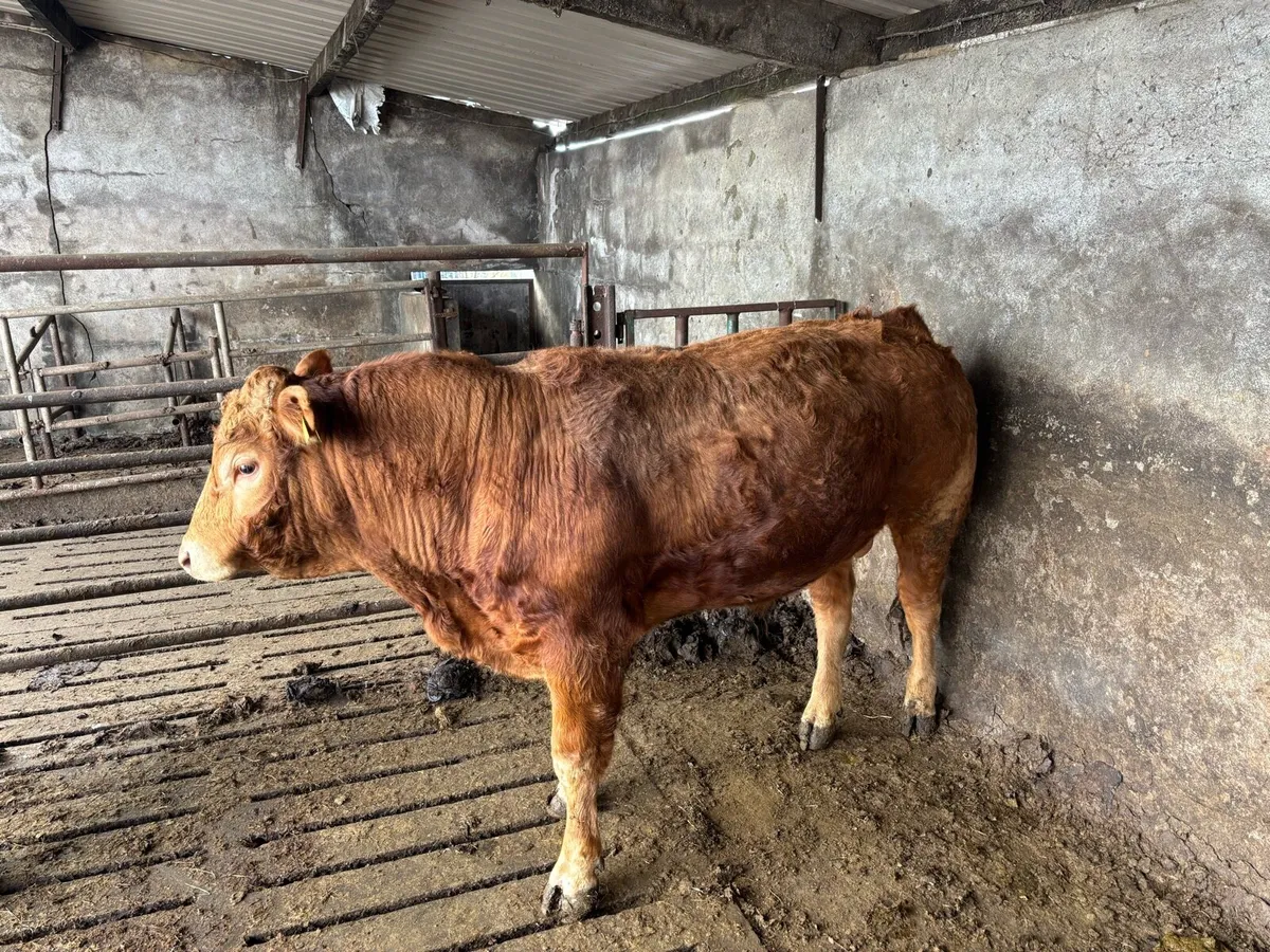 LM bull - Image 1