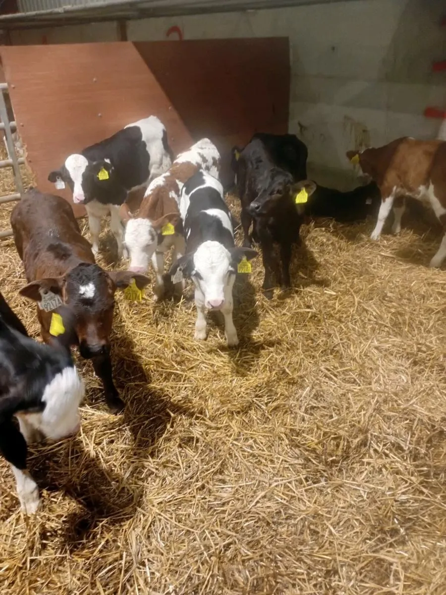 Calves - Image 1