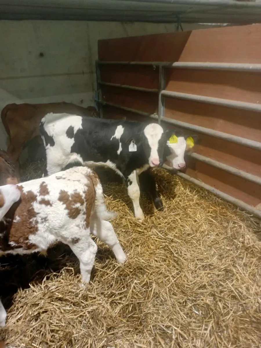 Calves - Image 2