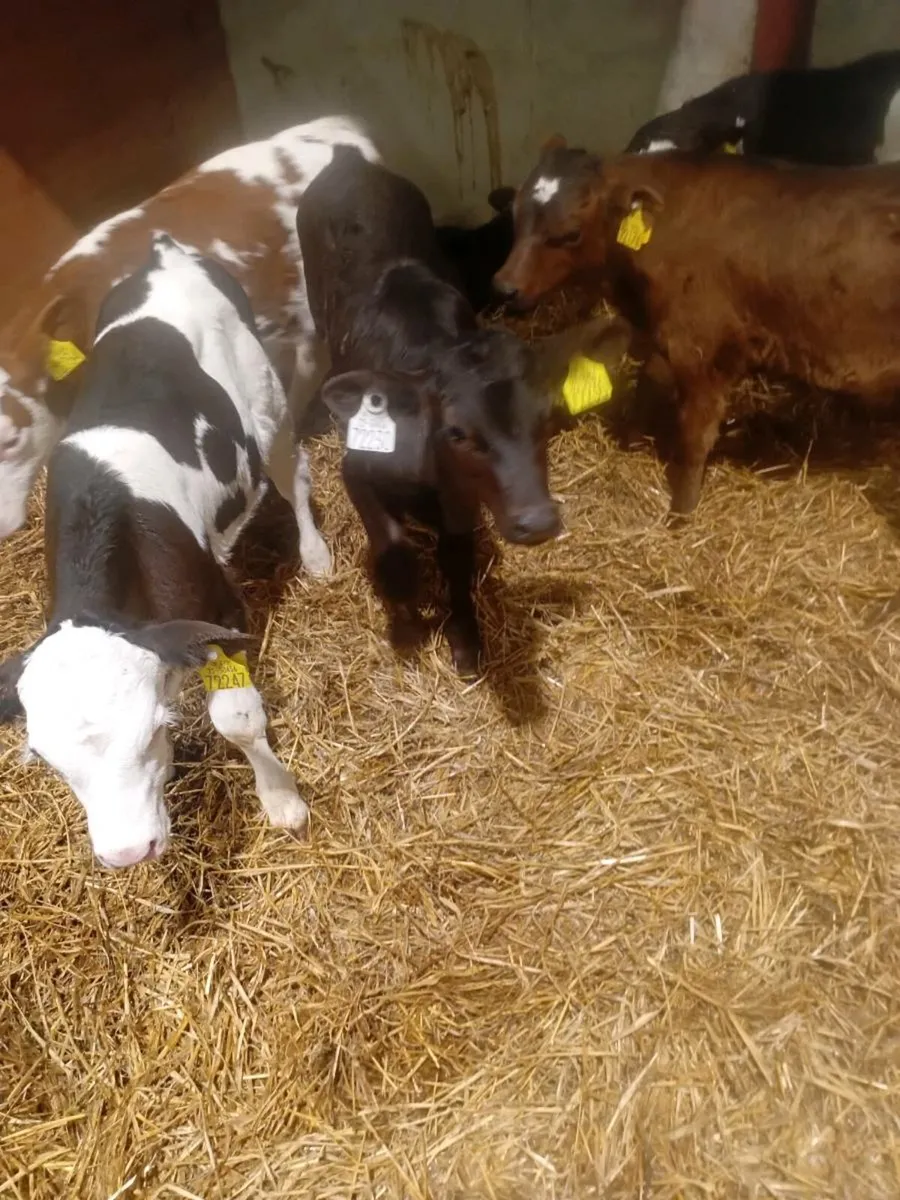 Calves - Image 3