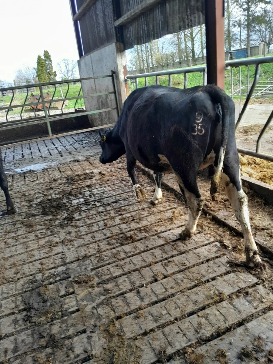 Incalf fr heifers/ cow - Image 2