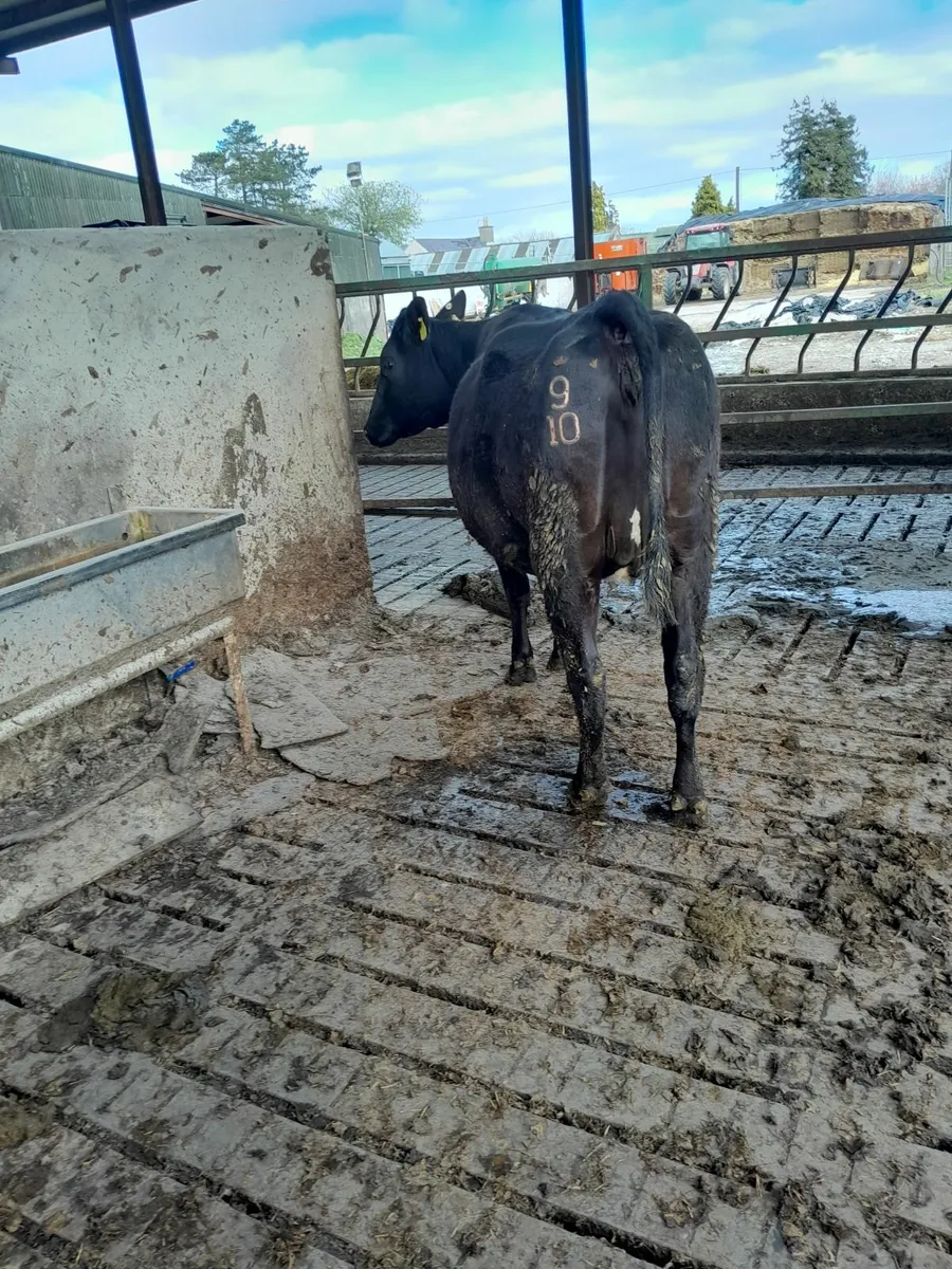 Incalf fr heifers/ cow - Image 3