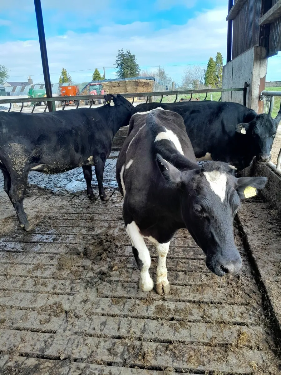 Incalf fr heifers/ cow - Image 4