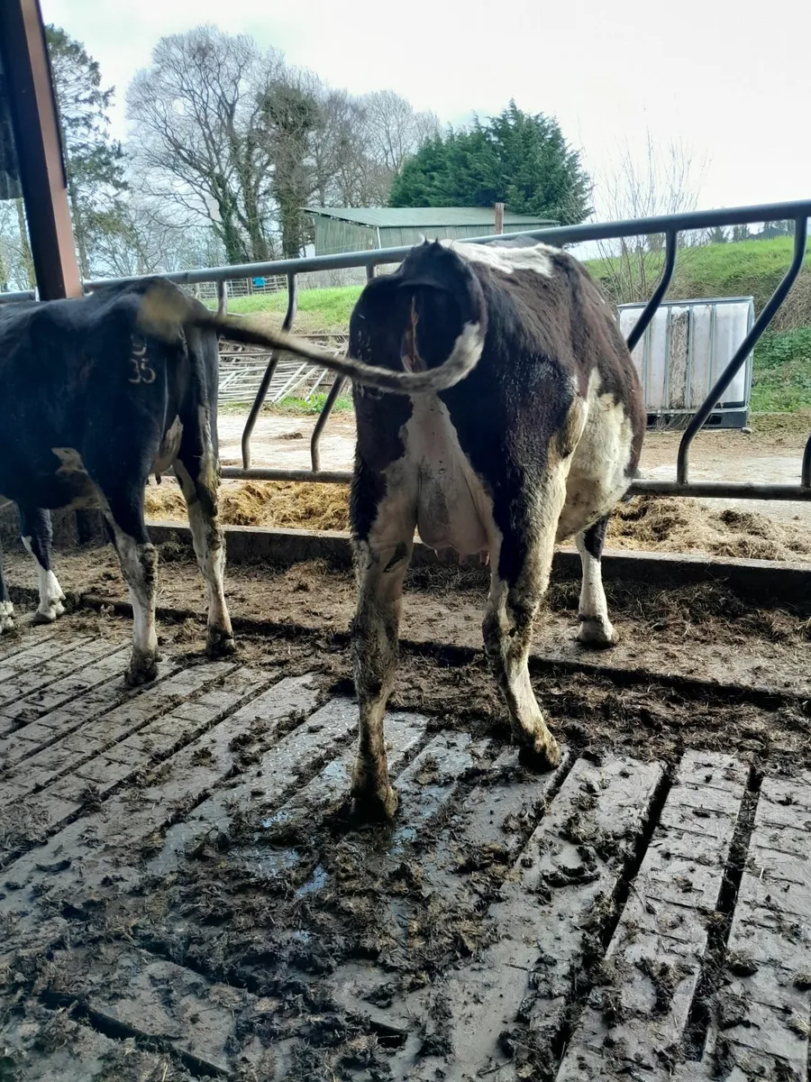 Incalf fr heifers/ cow - Image 1