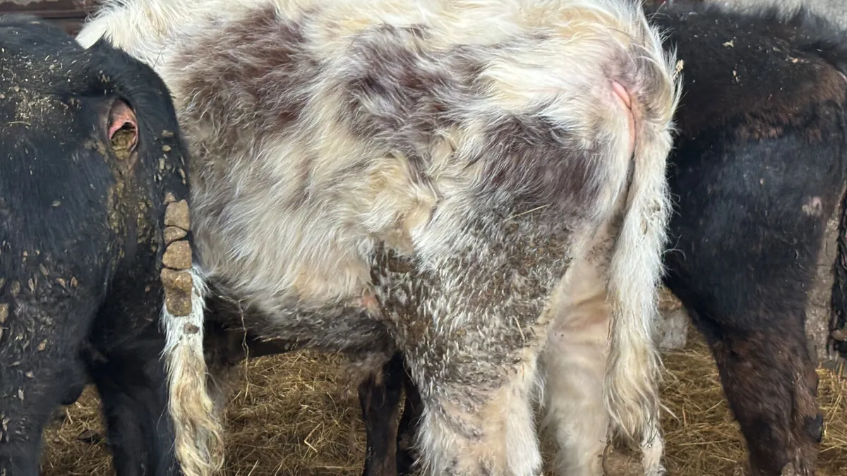⭐️ 4 Quality Bull Wealings ⭐️ - Image 2