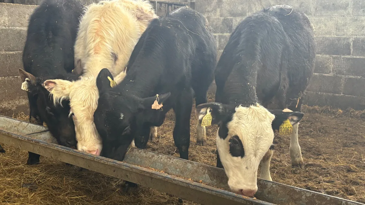 ⭐️ 4 Quality Bull Wealings ⭐️ - Image 1