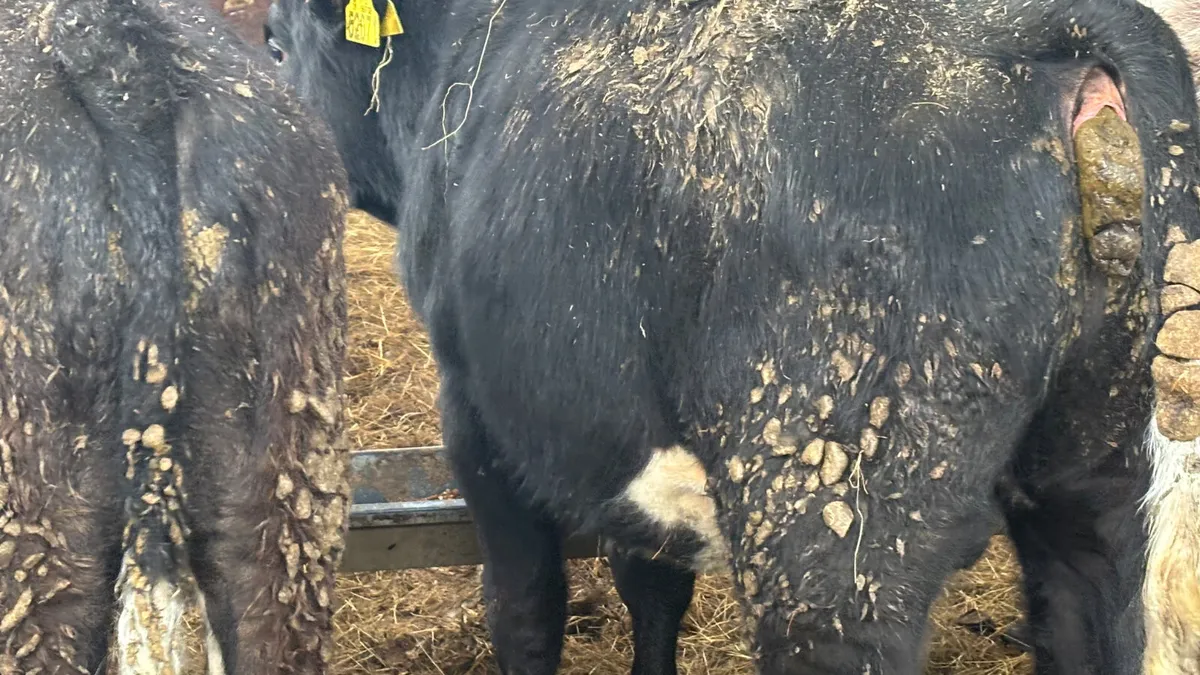 ⭐️ 4 Quality Bull Wealings ⭐️ - Image 3