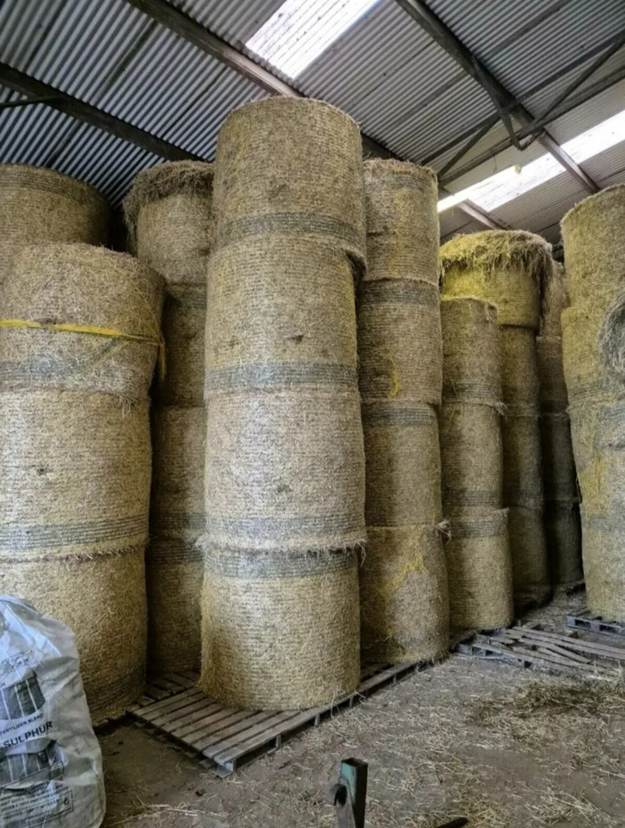 Fodder beet and good quality hay for sale - Image 2
