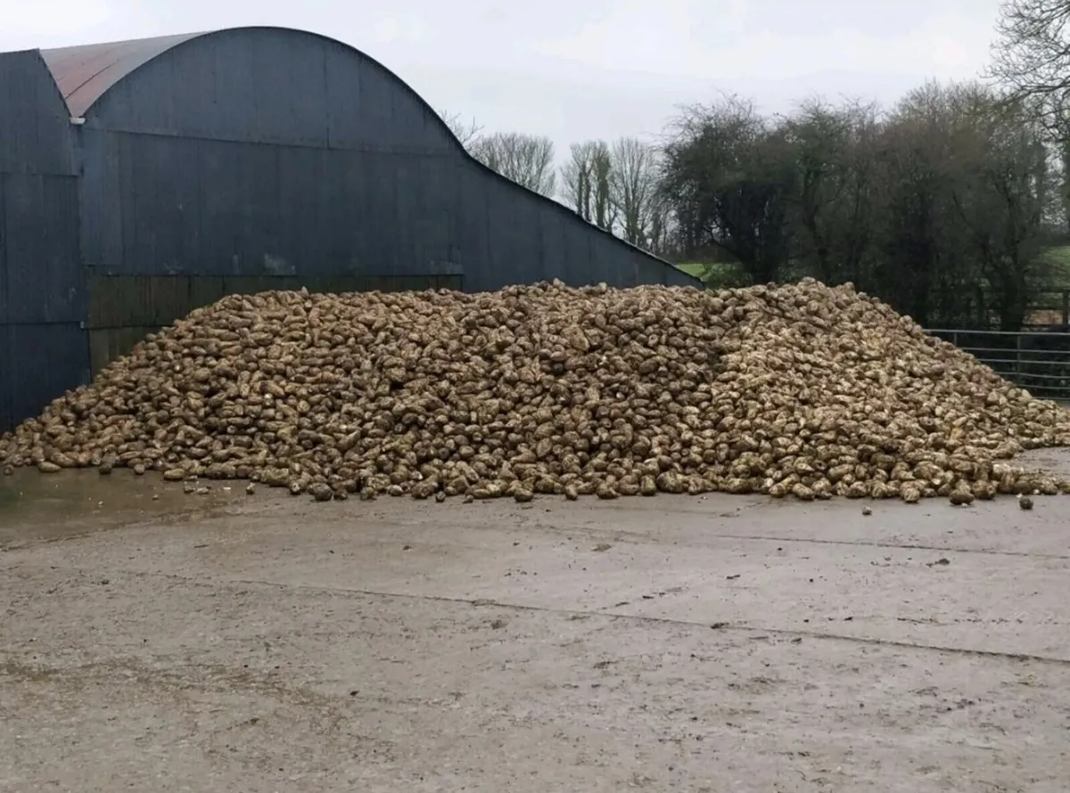 Fodder beet and good quality hay for sale - Image 1