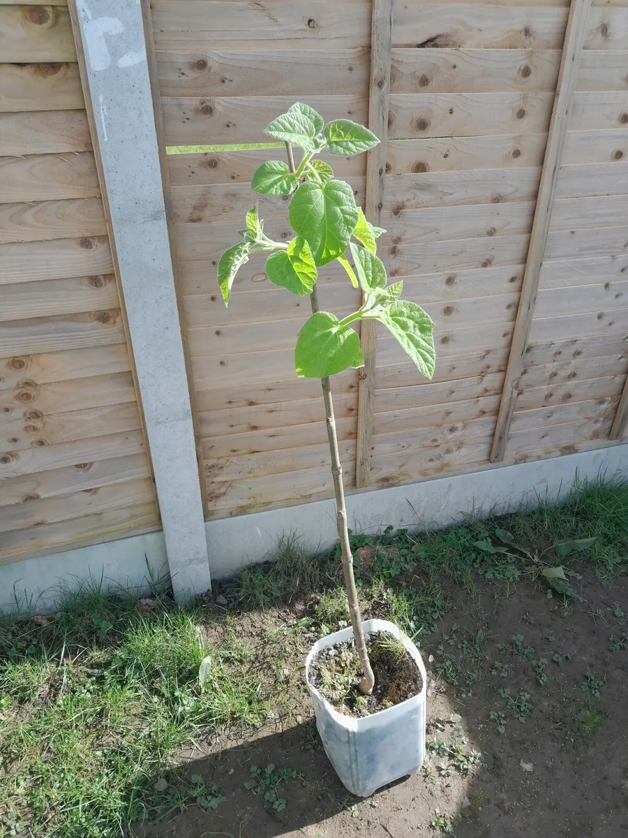 Paulownia Elongata Tree - Image 4