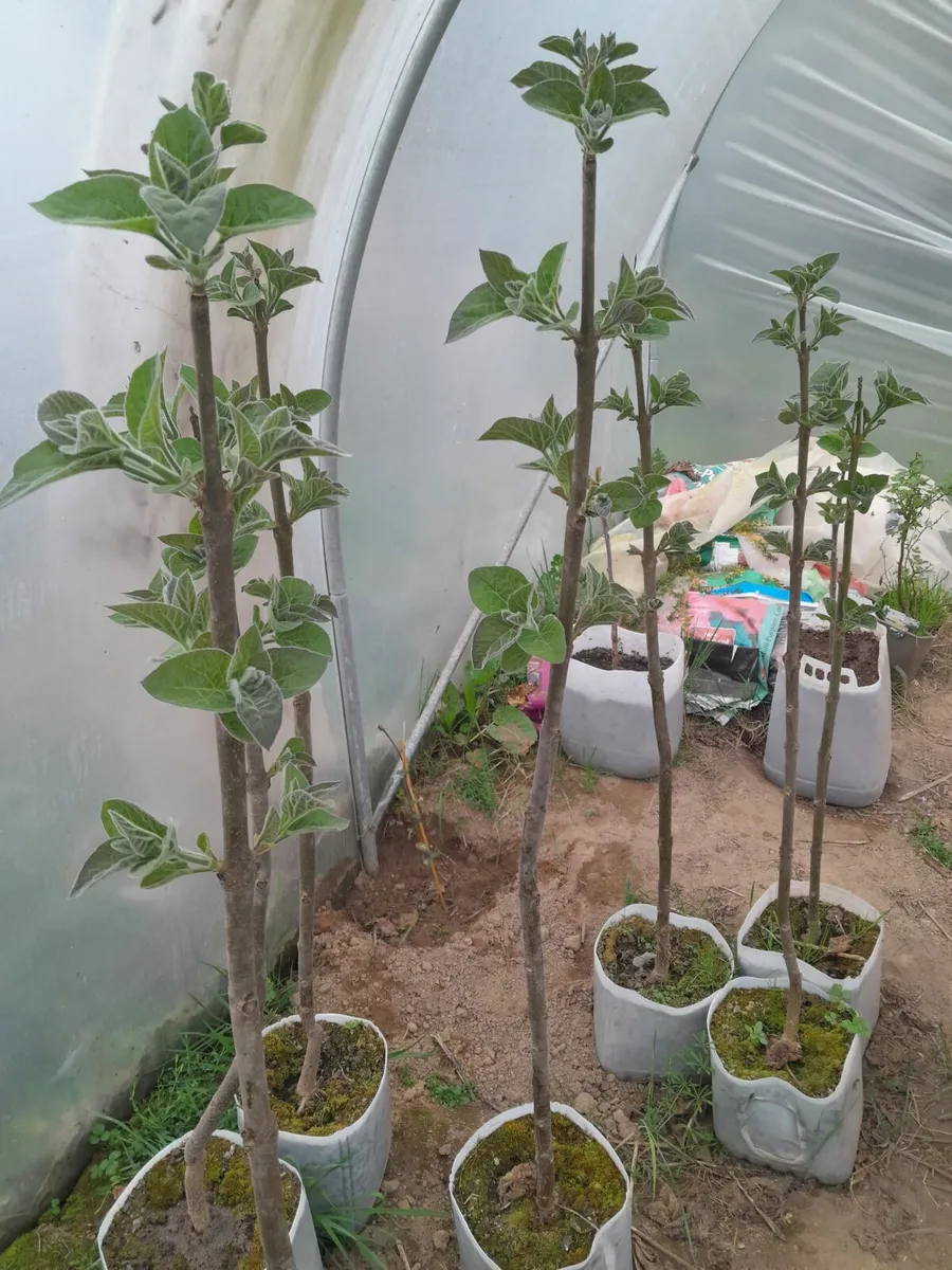 Paulownia Elongata Tree - Image 2