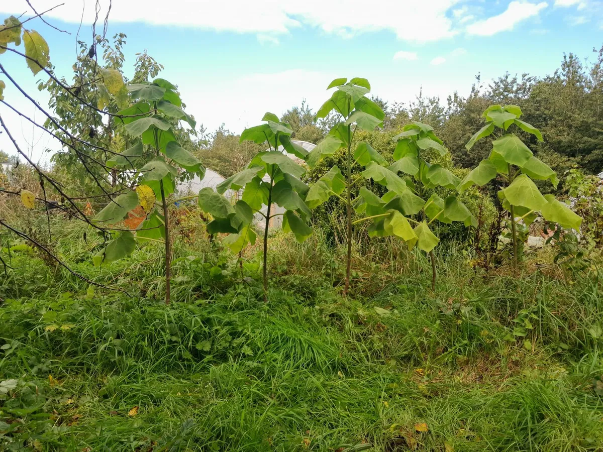 Paulownia Elongata Tree - Image 3
