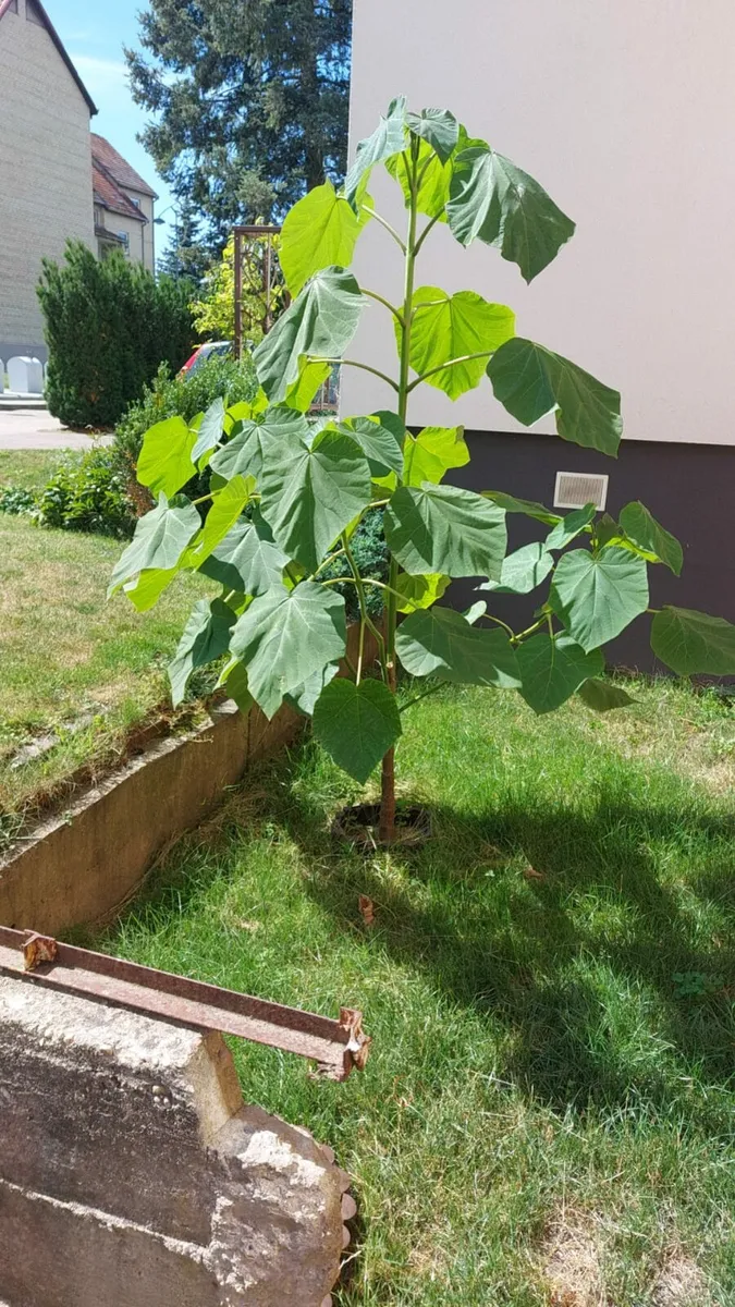 Paulownia Elongata Tree - Image 1