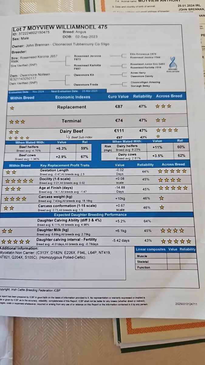 ### Pbr AA Bulls Cashel Mart ⭐️⭐️⭐️⭐️⭐️ - Image 1