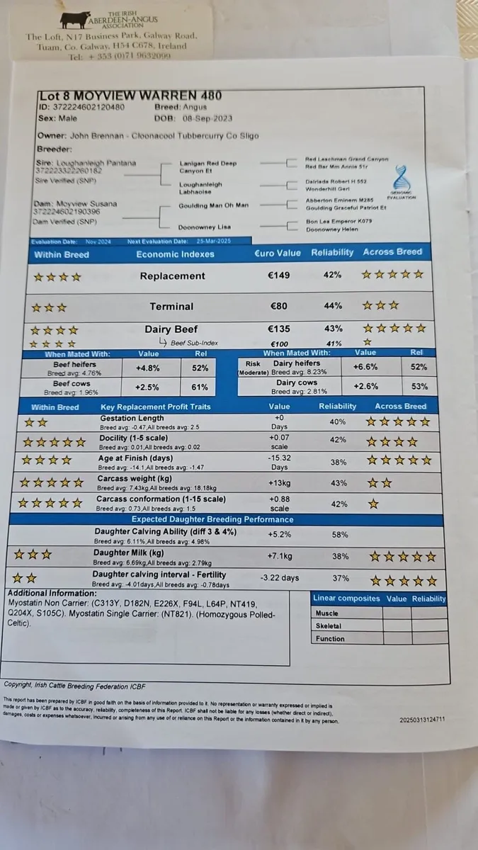 ### Pbr AA Bulls Cashel Mart ⭐️⭐️⭐️⭐️⭐️ - Image 2