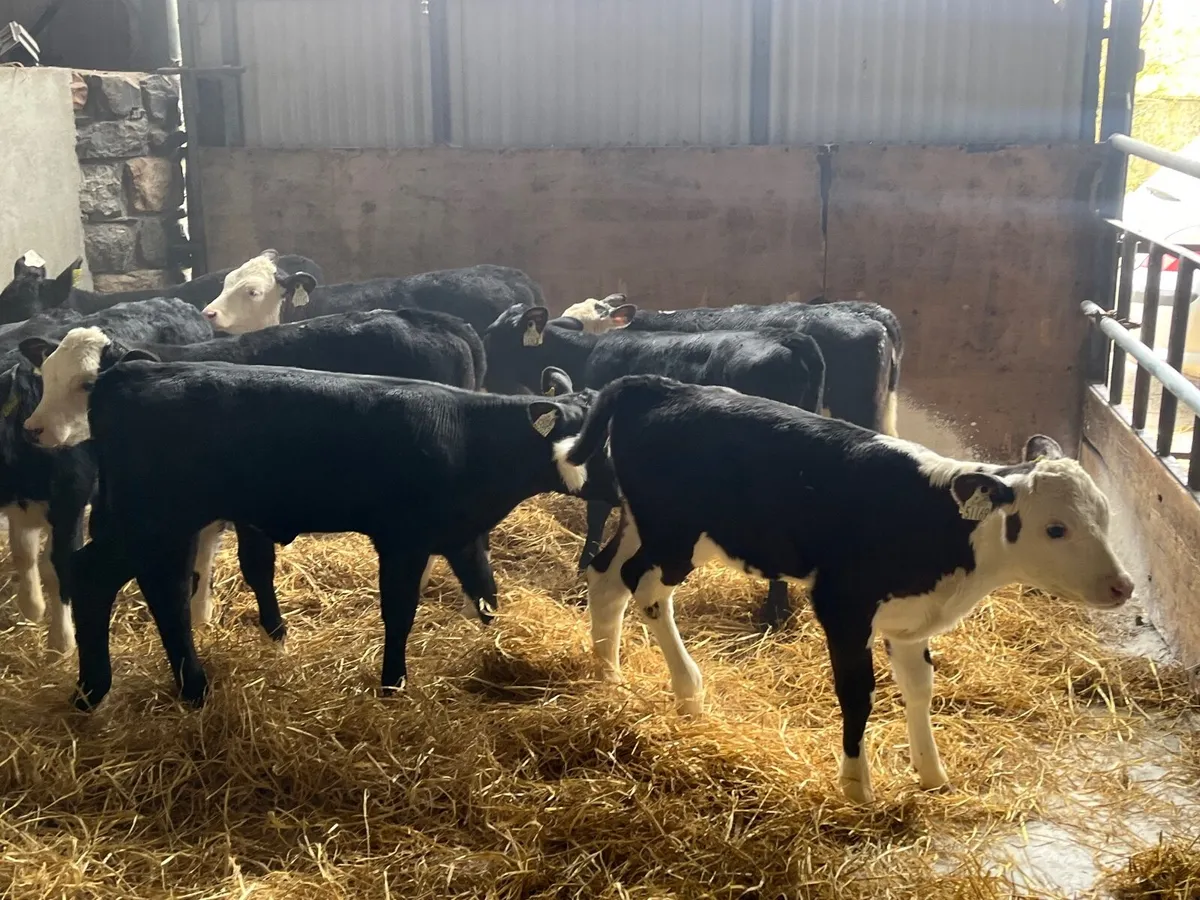 12 super Reared Angus and Hereford heifers - Image 2