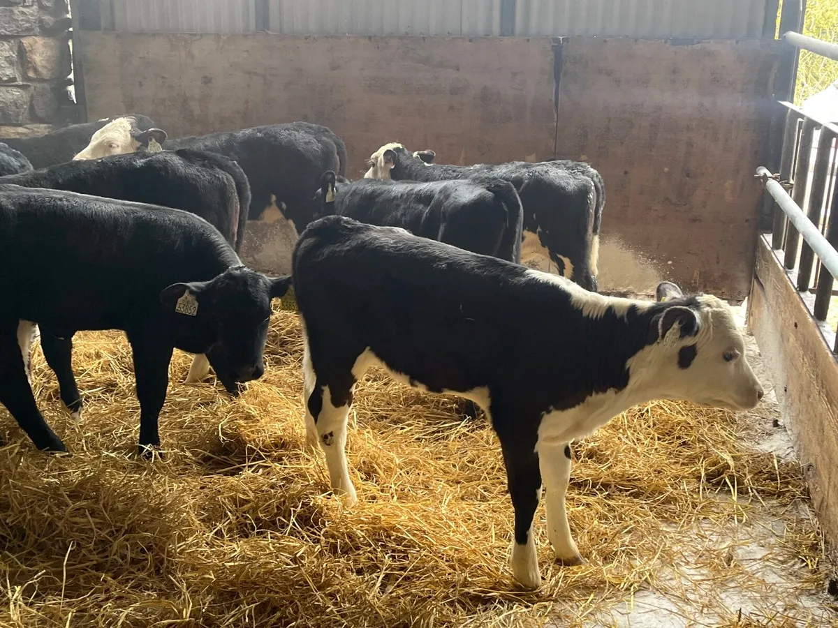 12 super Reared Angus and Hereford heifers - Image 3