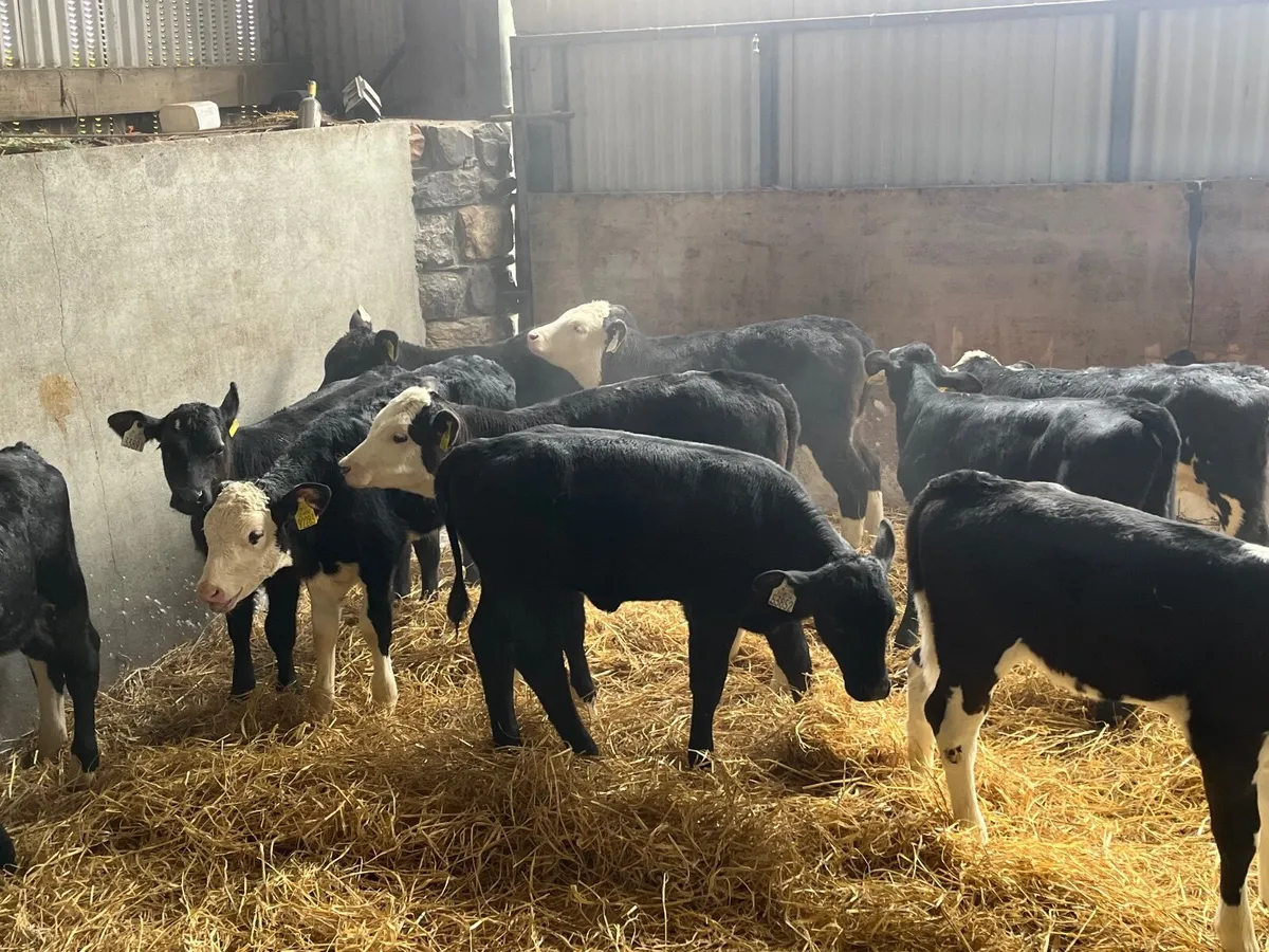 12 super Reared Angus and Hereford heifers - Image 4