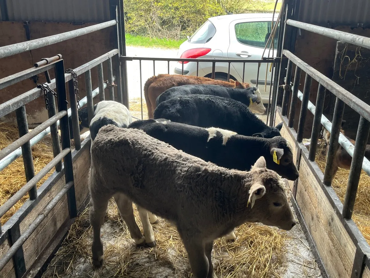 6 super continental bulls - Image 1