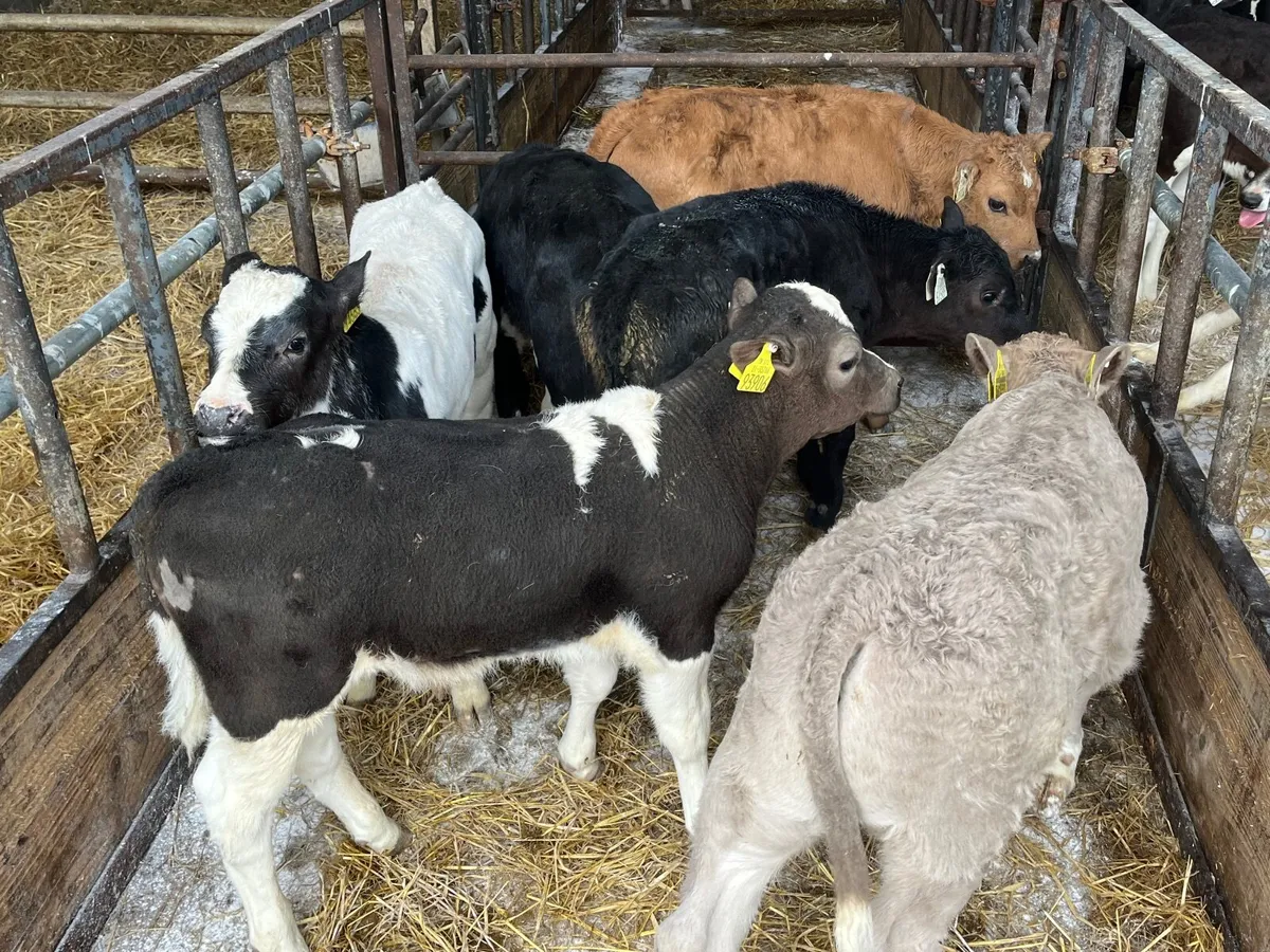 6 super continental bulls - Image 2