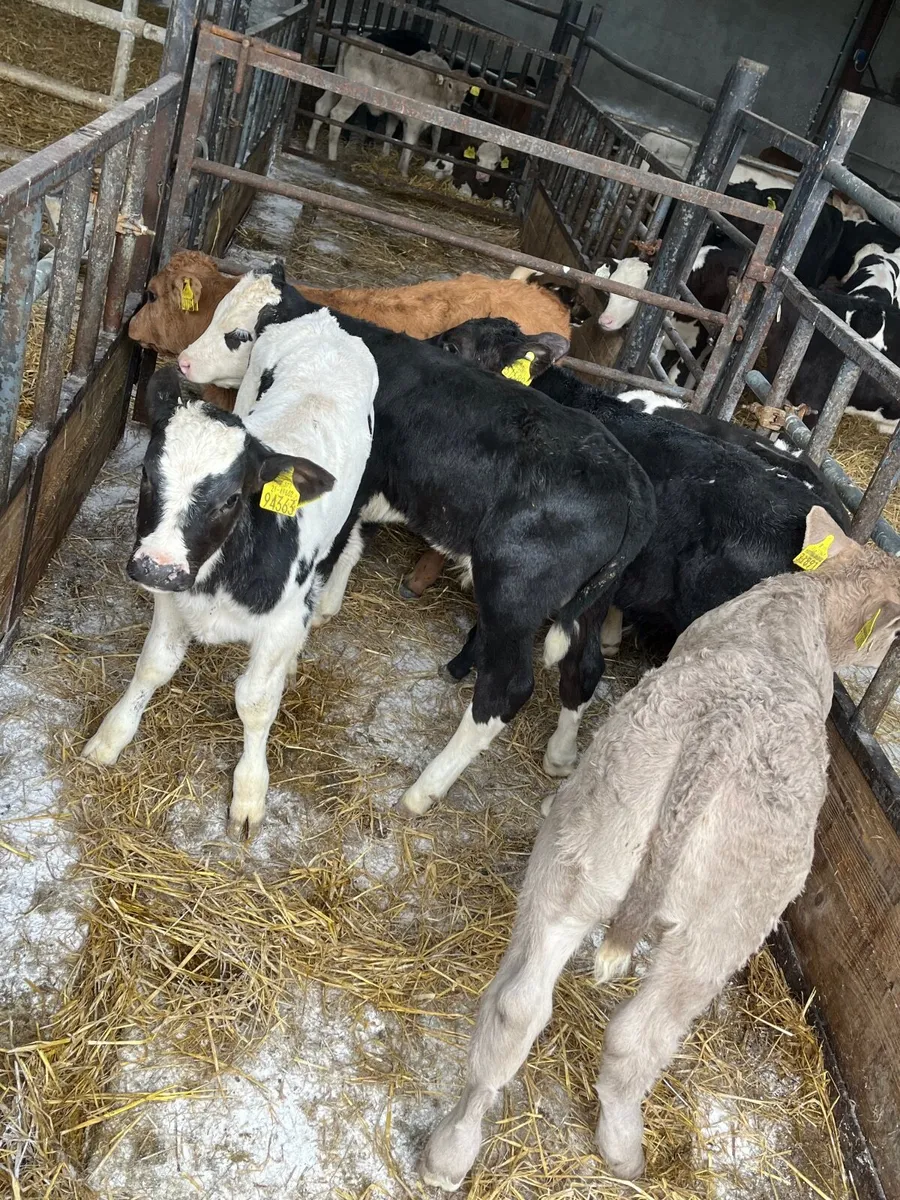 6 super continental bulls - Image 3