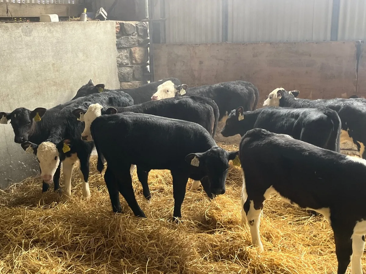 12 super Reared Angus and Hereford heifers - Image 1