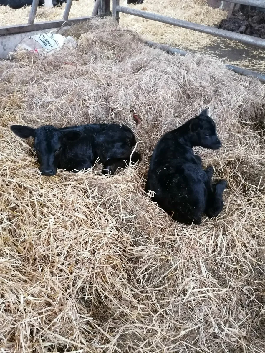 Calves for sale - Image 1
