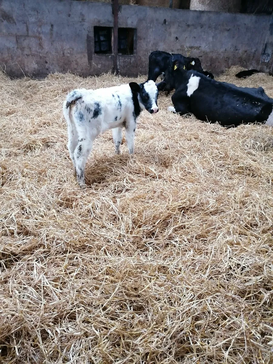 Calves for sale - Image 3