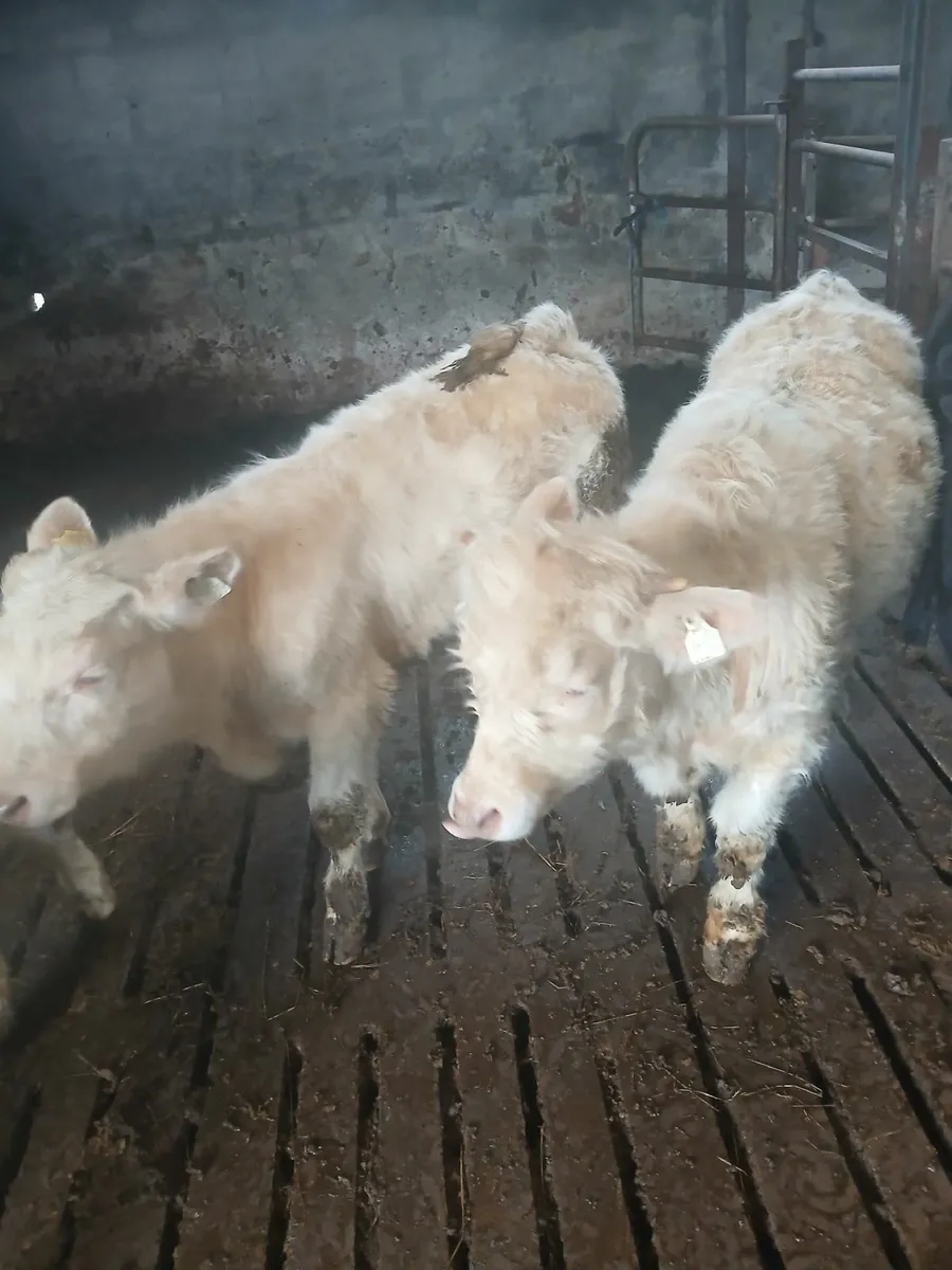 2 pedigree charolais bulls - Image 1