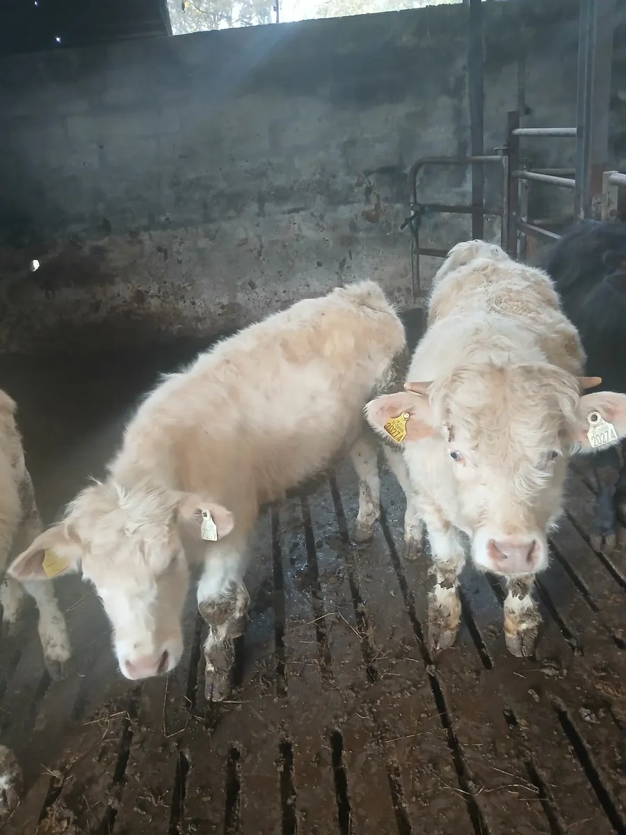 2 pedigree charolais bulls - Image 2