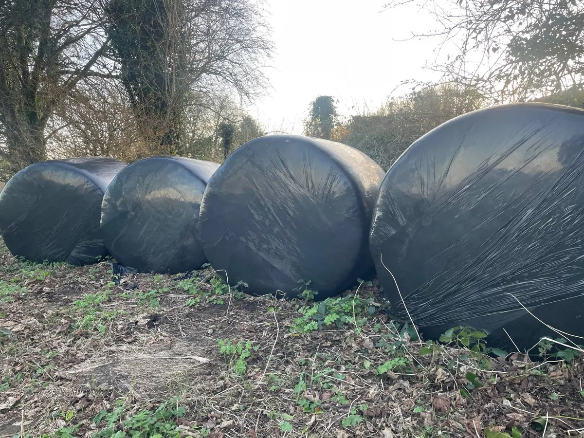 Bales of silage