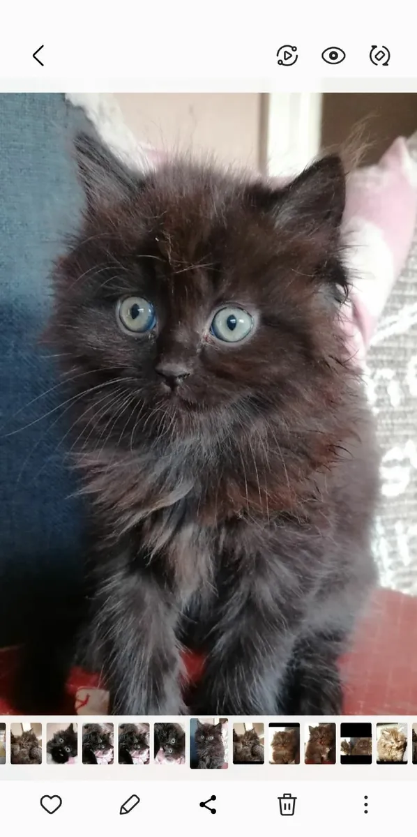 Longhaired male kitten - Image 1