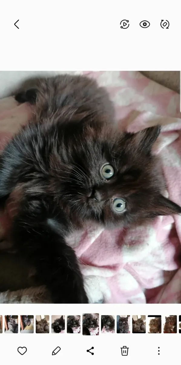 Longhaired male kitten - Image 2